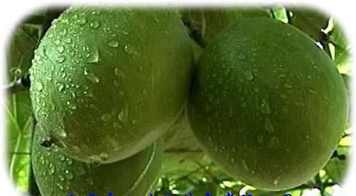 Supply 100% Natural Sweetener Monk Fruit Extract
