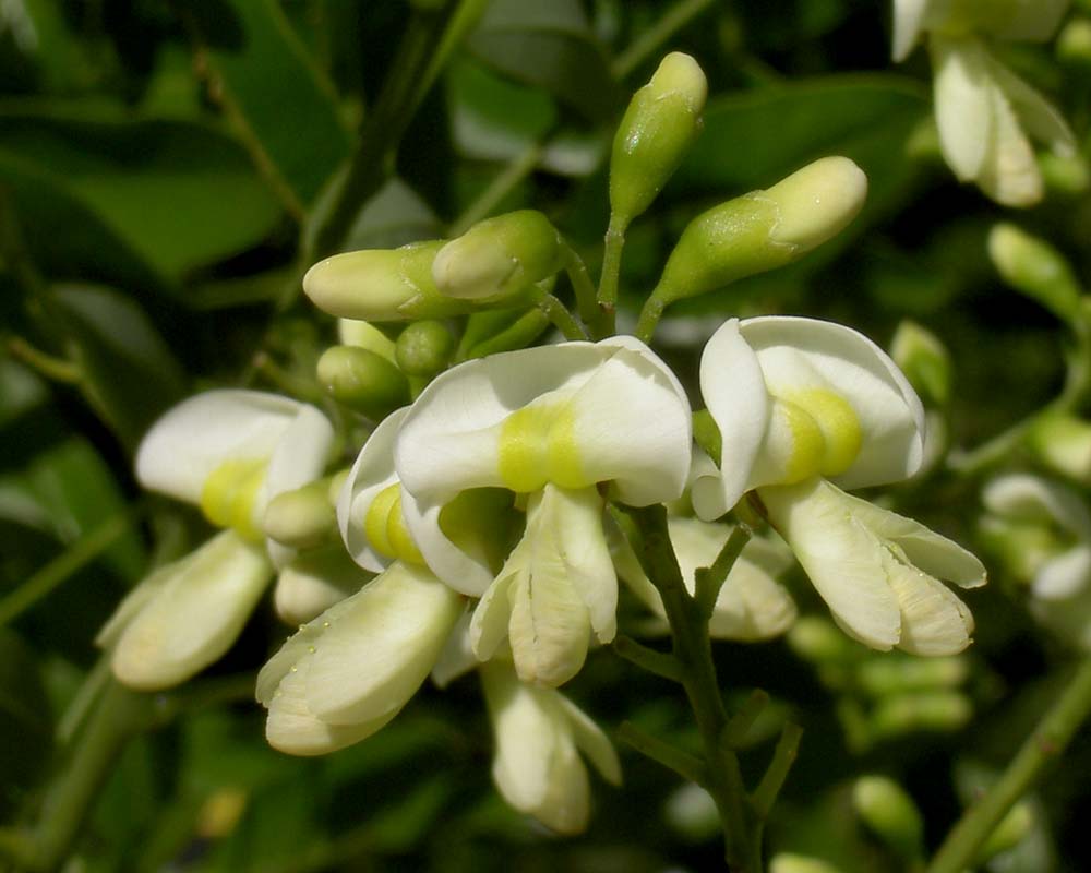 High Quality Sophora Japonica Extract 