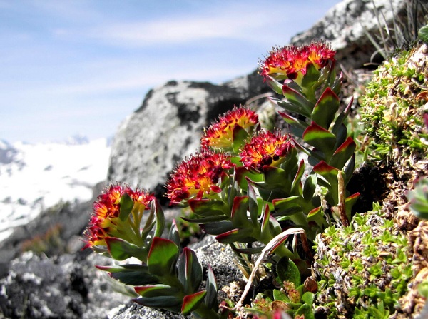 Best offer Antioxidant Rhodiola rosea powder EP Conformed 3% Salidroside BaP/PAH