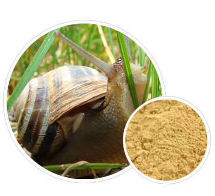 Snail Extract