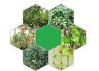 Green Tomato Plant Stakes / Tomato Plant Cage PE Coated Steel