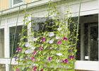 Green Classic Garden Plant Trellis PE Coated Steel For Climbing Flowers