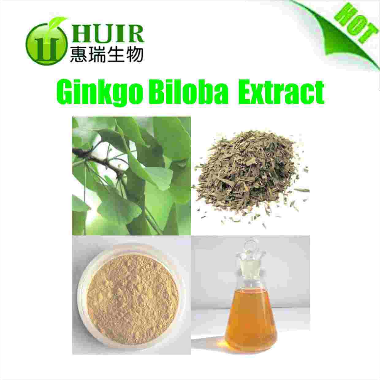 Professional manufacturer supply natural ginkgo biloba P.E.