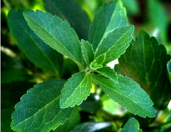 Stevia extract---New Mstar---Simin