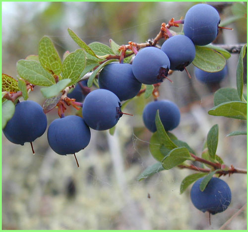 Bilberry extract---New Mstar---Simin